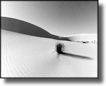 Black and White Picture of White Sands, New Mexico