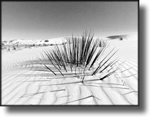 Black and White Picture of White Sands, New Mexico