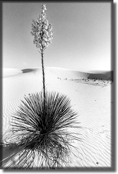 Picture of White Sands New Mexico