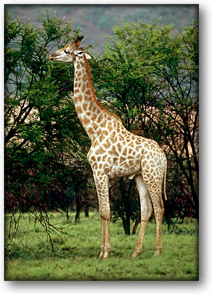 Color photograph of a giraffe