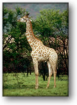 Photo of a giraffe, Pilansberg South Africa