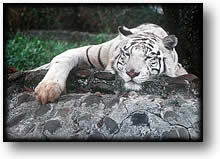 Photo of a White Tiger, Bandung Indonesia