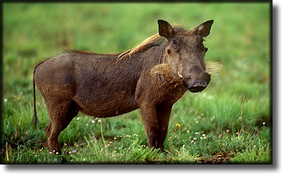 Color photograph of a warthog
