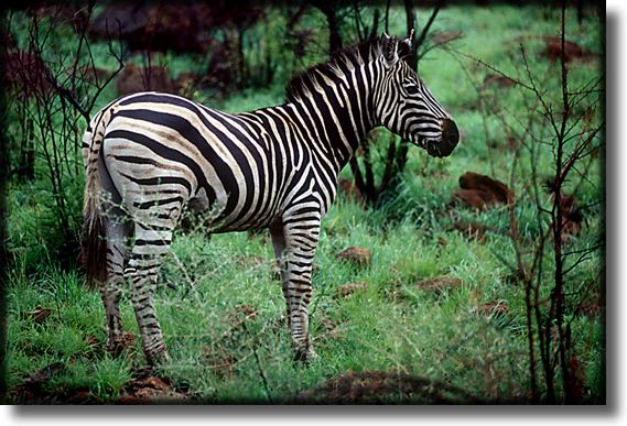 Color photograph of a zebra