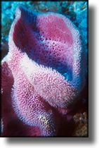 Picture of sponge Grand Cayman