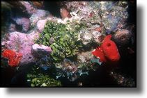 Picture of reef growths, Grand Cayman Island