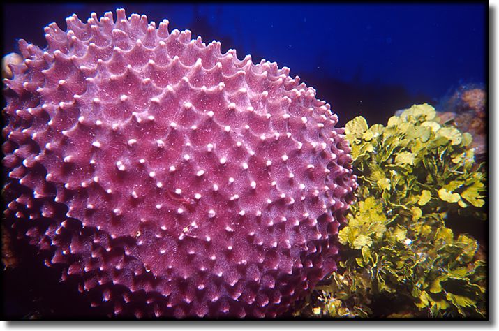 Picture of Sponge and Coral, Grand Cayman Island