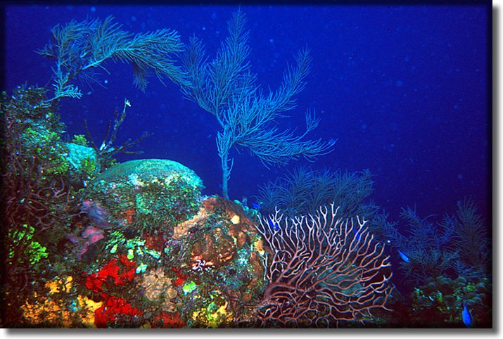 Picture of Reef, Grand Cayman Island