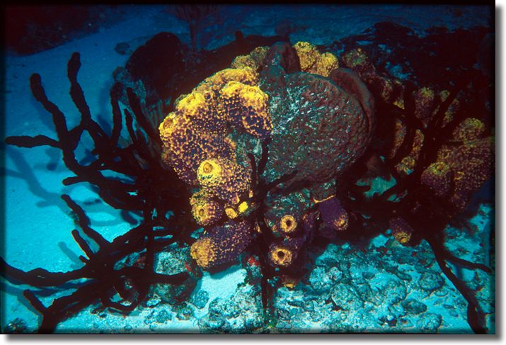 Picture of sponge on a rock, Cozumel, Mexico