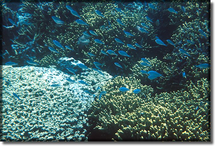 Picture of coral reef, Guam Island