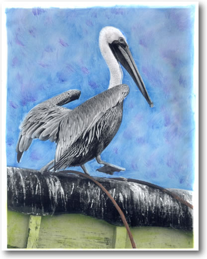 Photograph of Californa Brown Pelican, hand painted b/w image