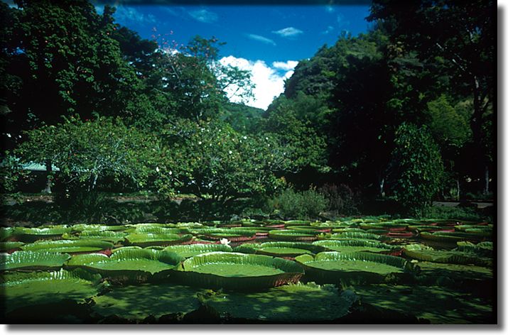 Color Photograph of Giant Watter Lillies