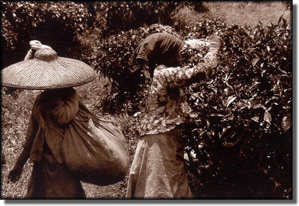 Photo of Tea Plantation